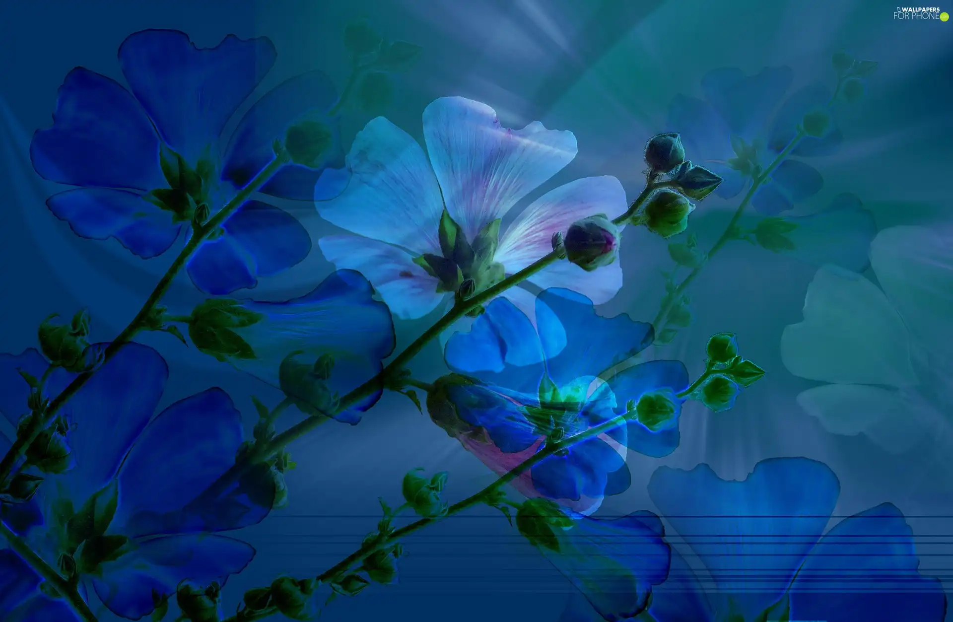 background, Flowers, Blue