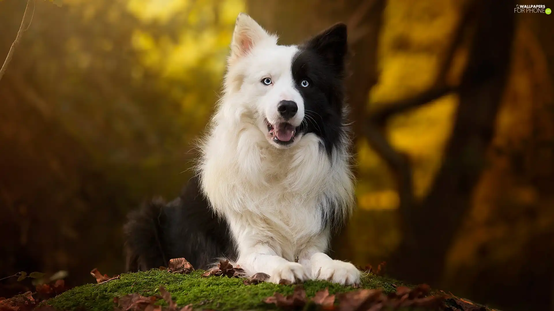 Moss, Border Collie, fuzzy, muzzle, dog, Leaf, background