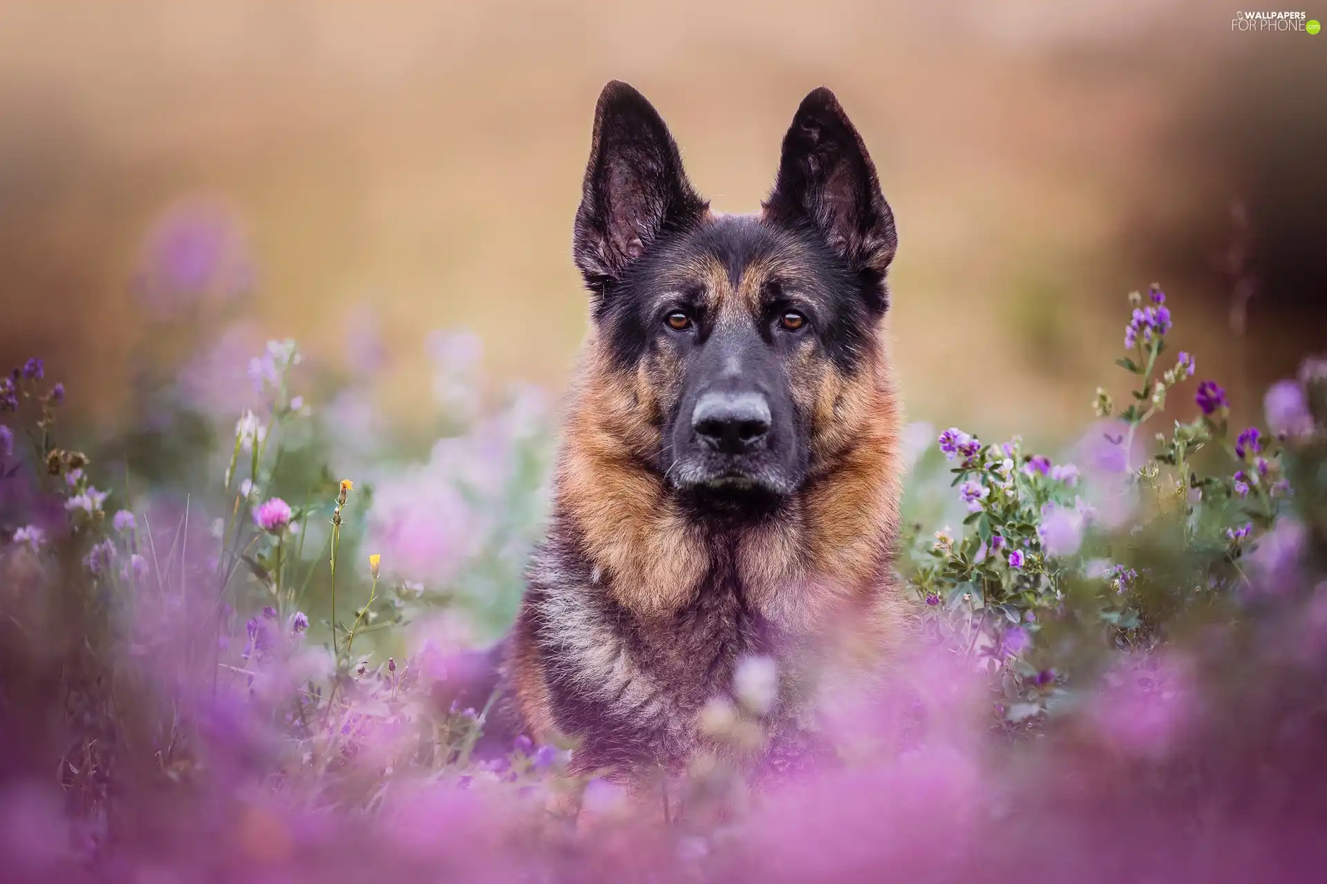 blurry background, dog, German Shepherd