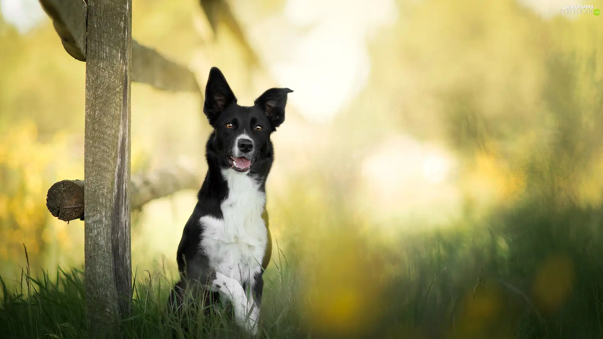 Fance, dog, fuzzy, background, grass, Border Collie
