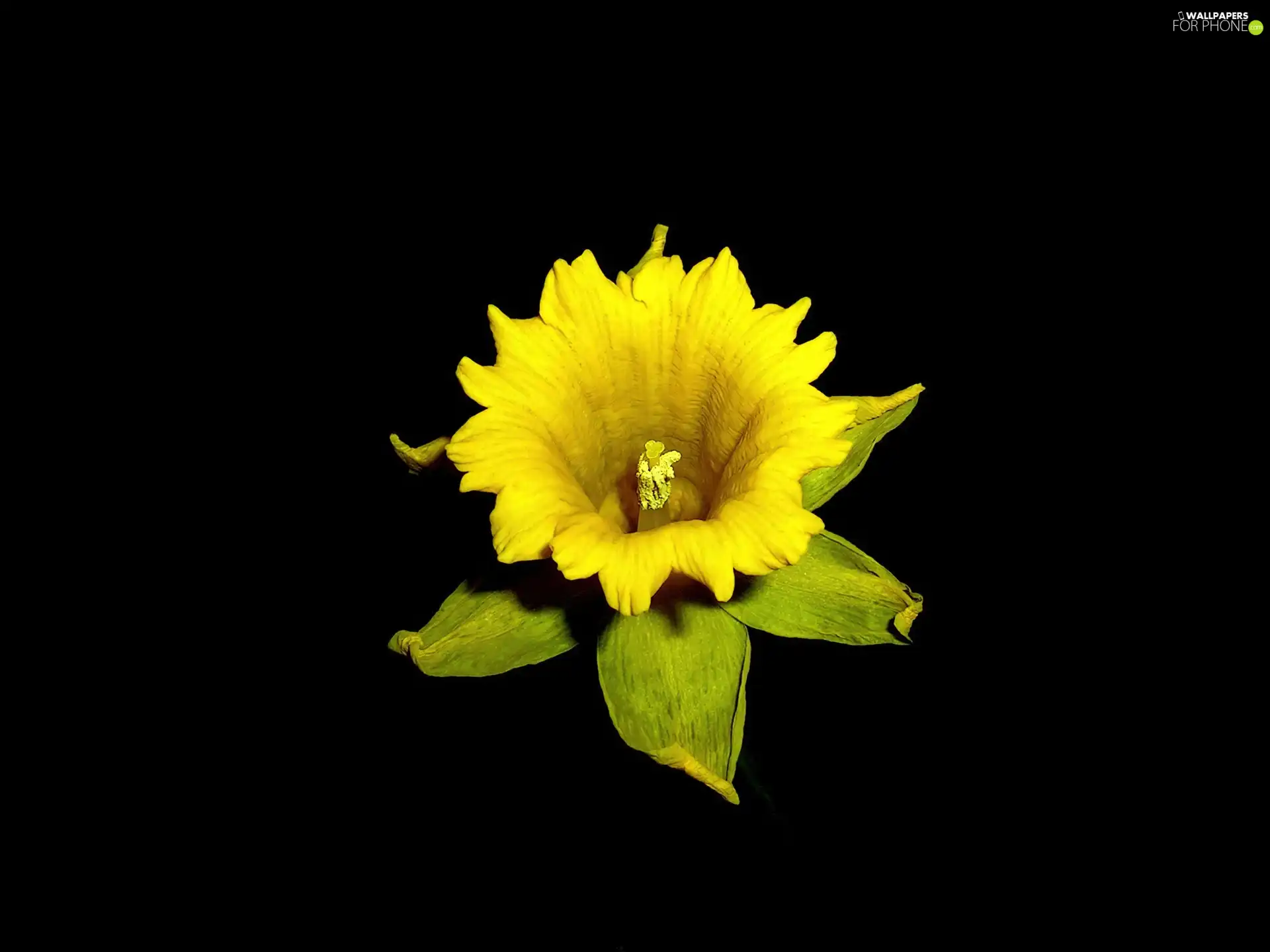 background, jonquil, Flower, Black, Yellow