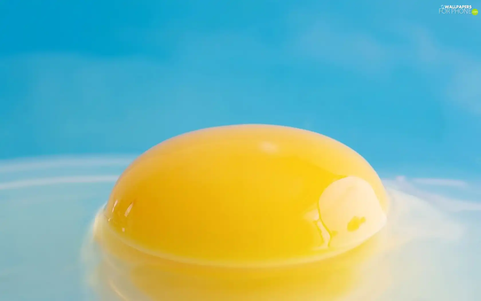 yolk, Blue, background, egg