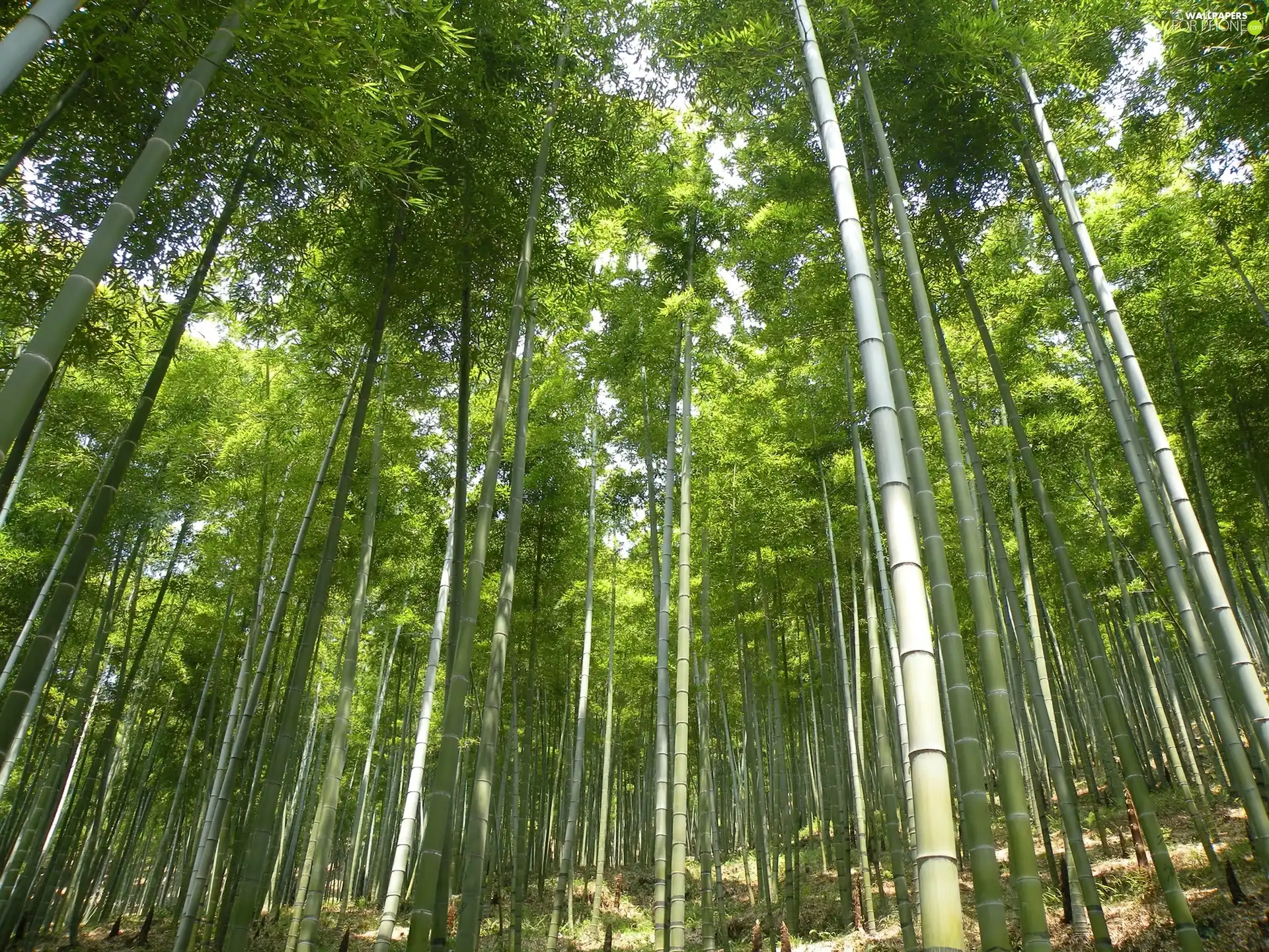 forest, bamboo