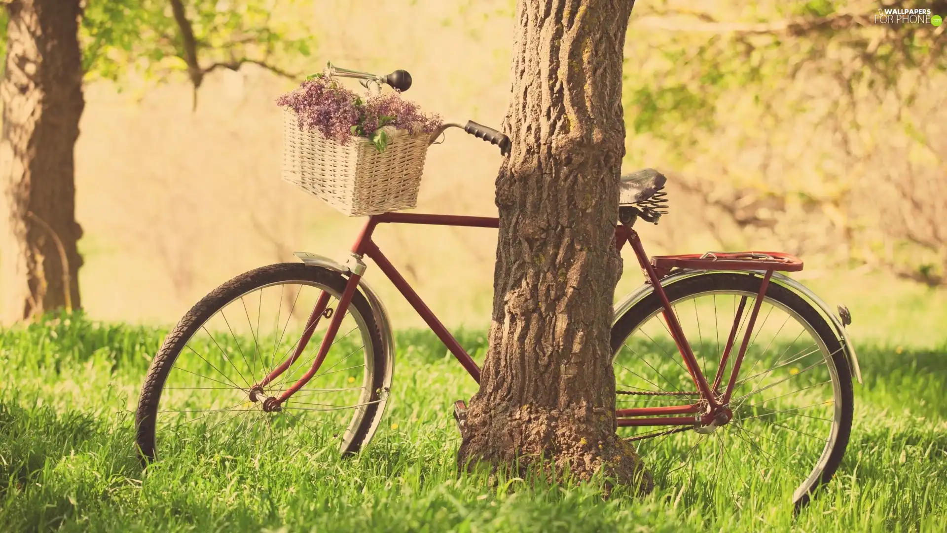 basket, Flowers, trees, grass, Bike