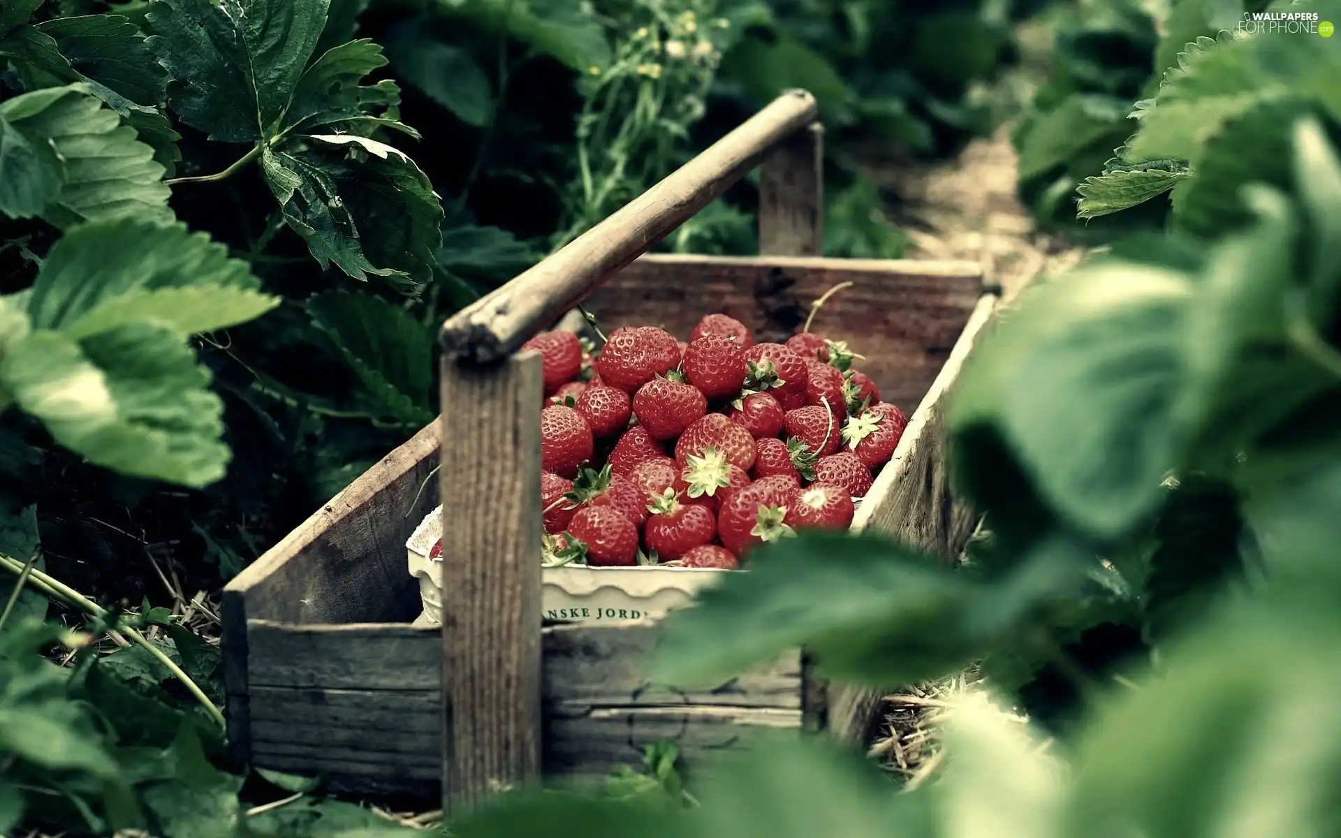 strawberries, basket