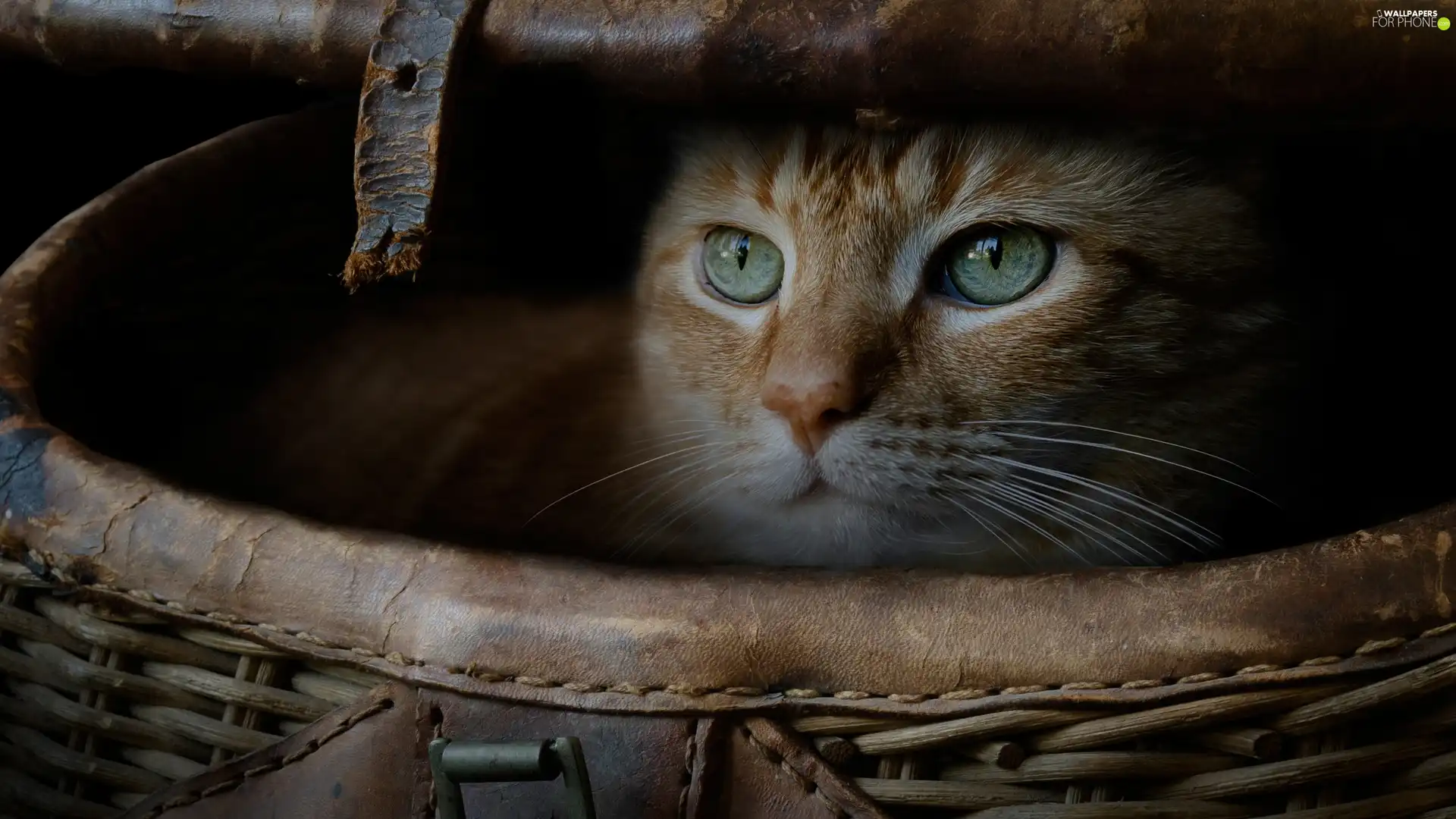 ginger, basket, The look, cat