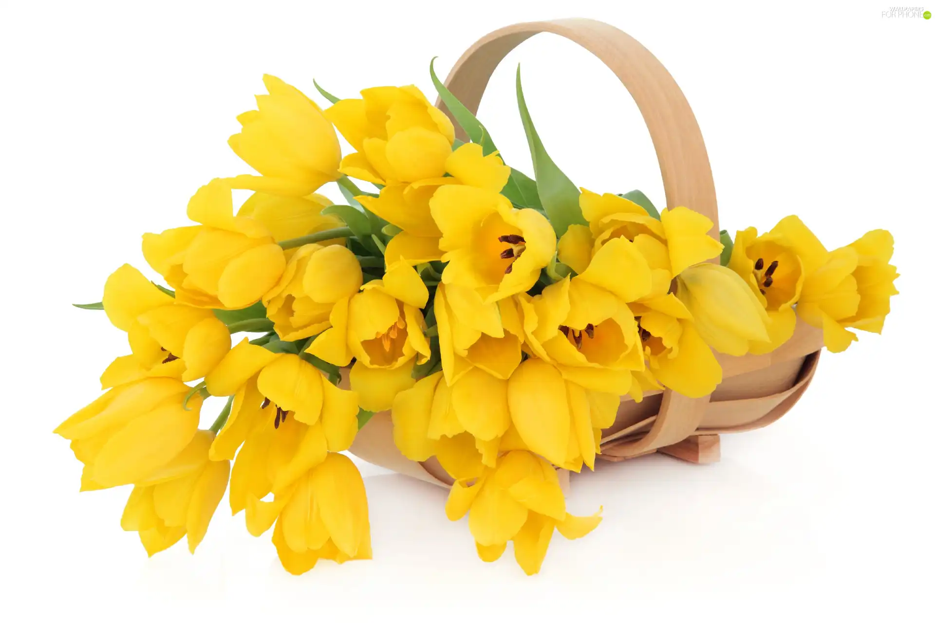 basket, Tulips, Yellow