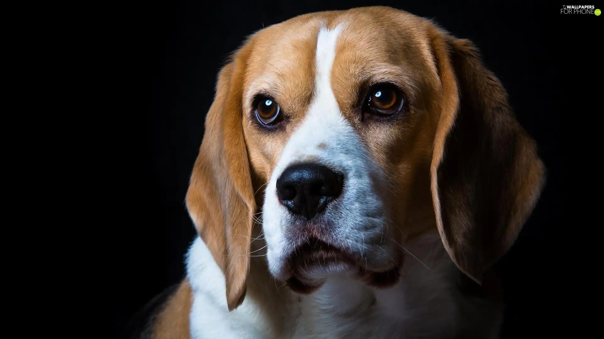 Beagle, sad, dog