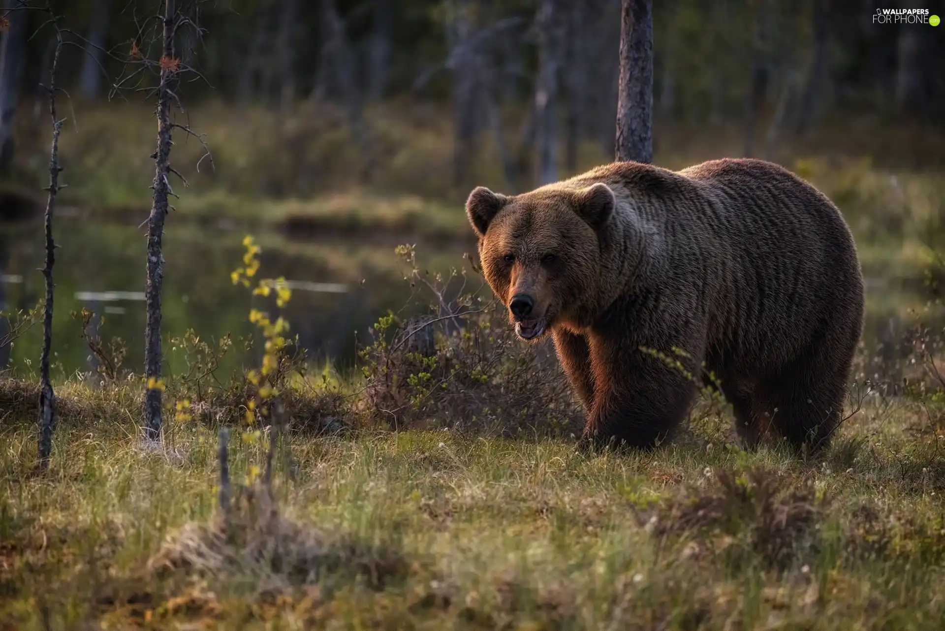 Brown bear, trees, viewes, forest