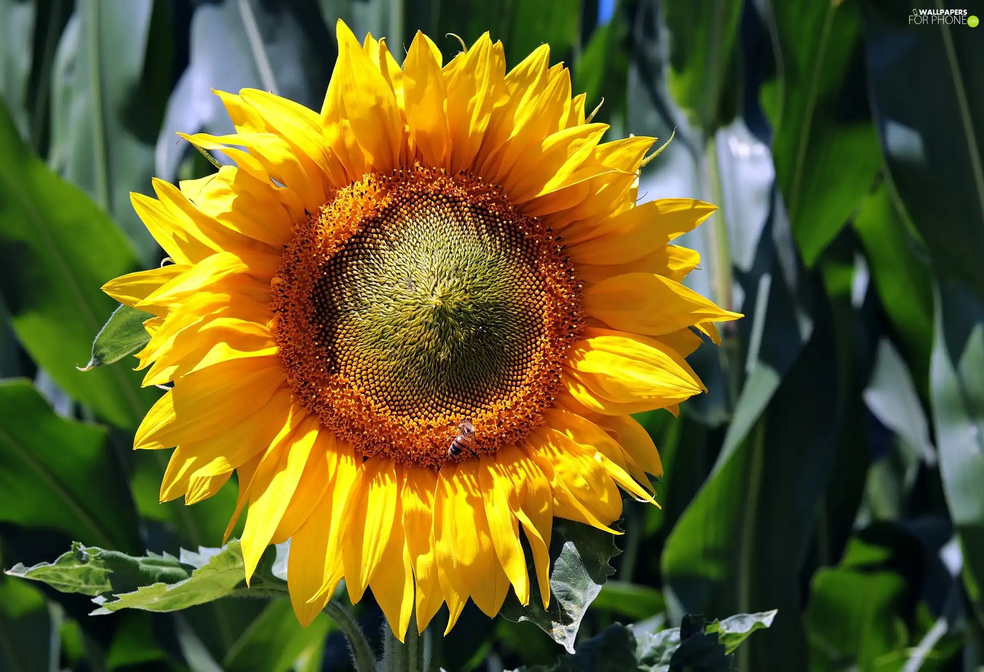 flakes, Colourfull Flowers, Sunflower, Yellow, plant, seeds, bee