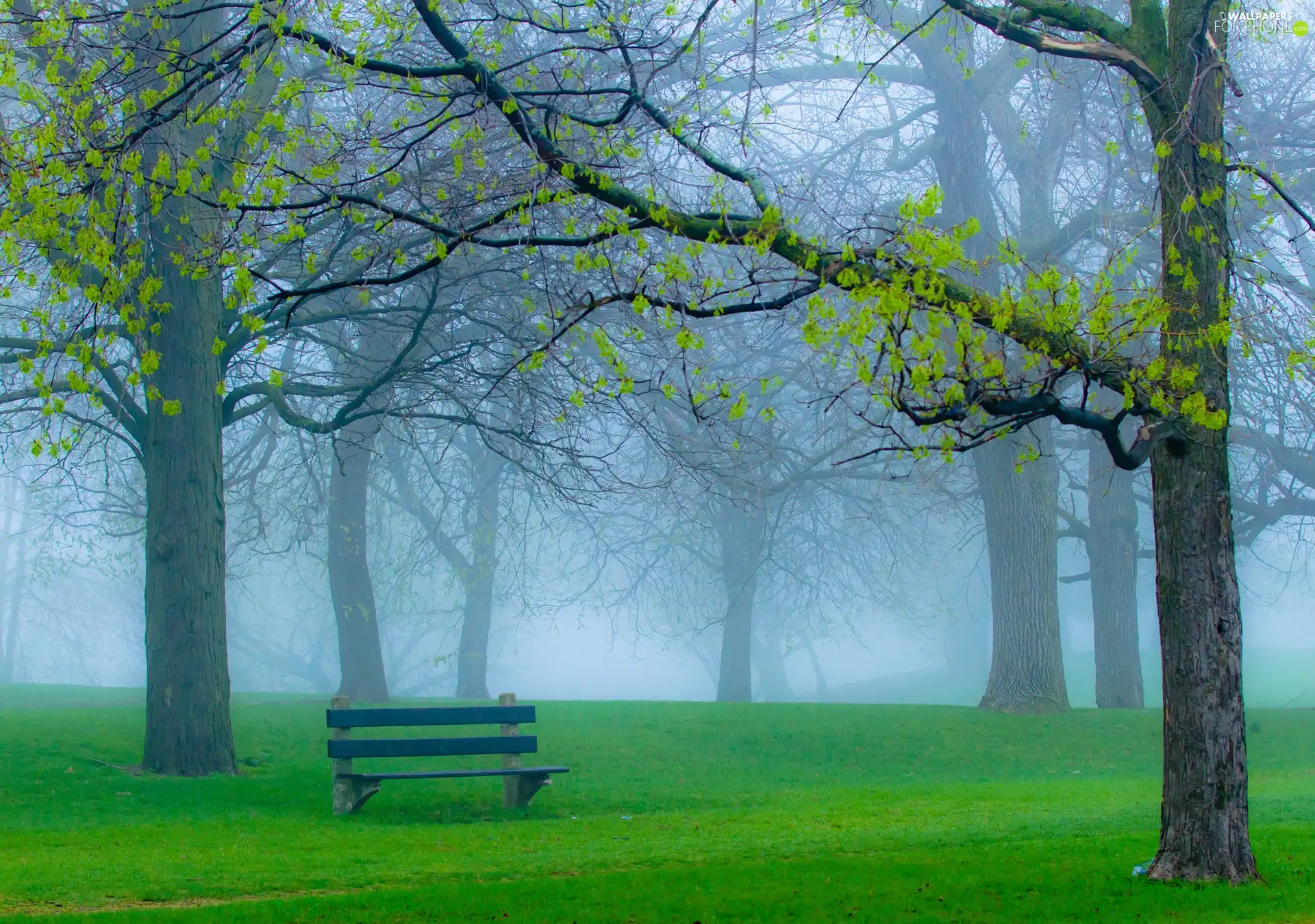 Bench, Fog, trees, viewes, Park