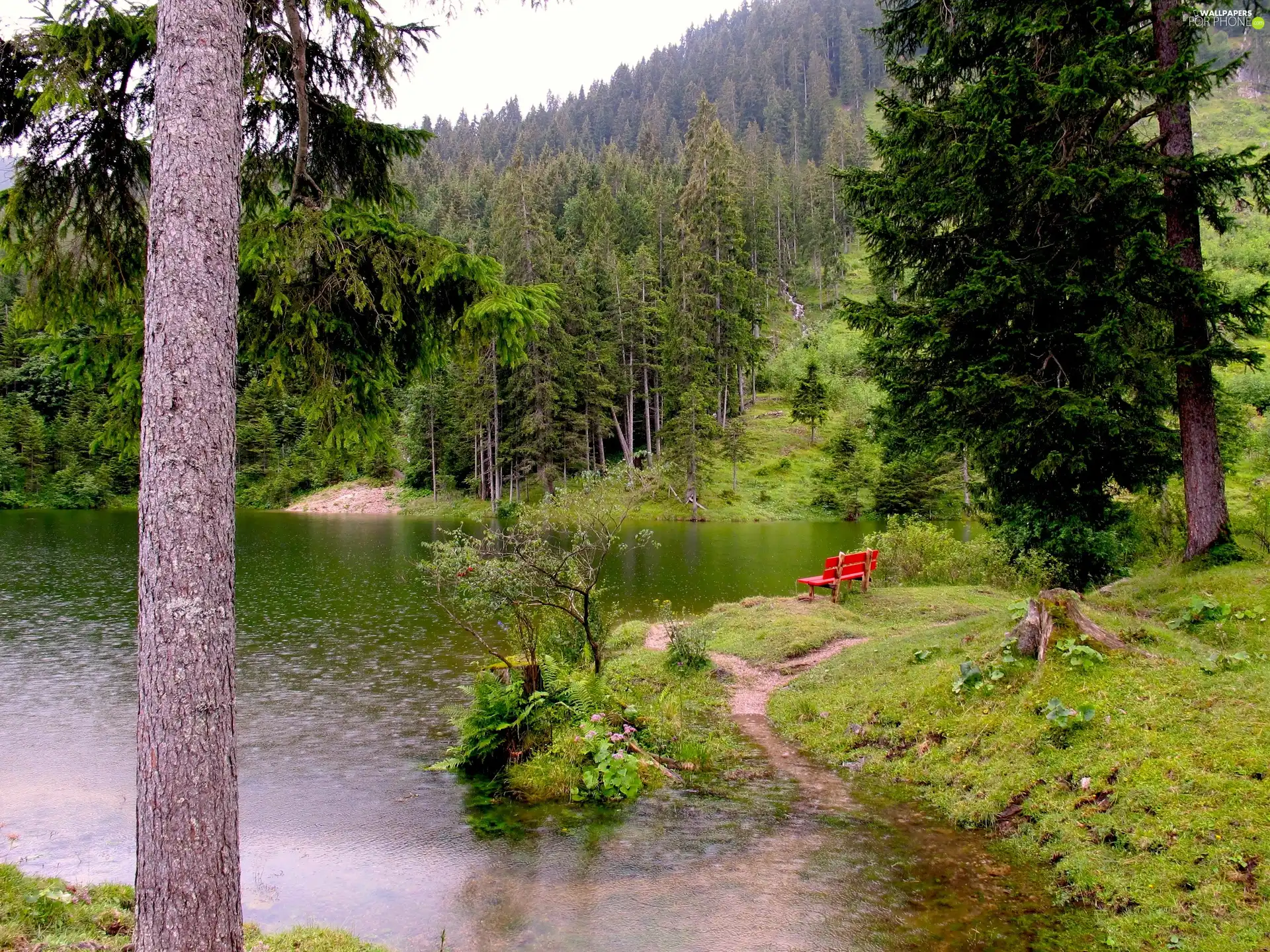 lake, Spruces, Bench, forest