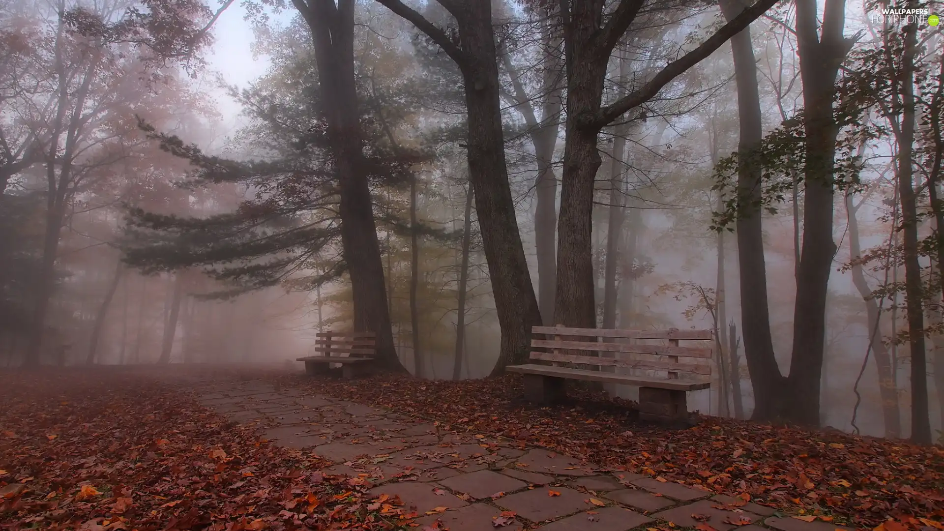 trees, viewes, Leaf, Fog, fallen, Park, autumn, bench