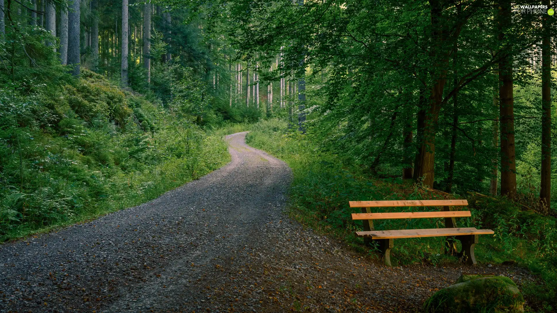 Bench, forest, Way
