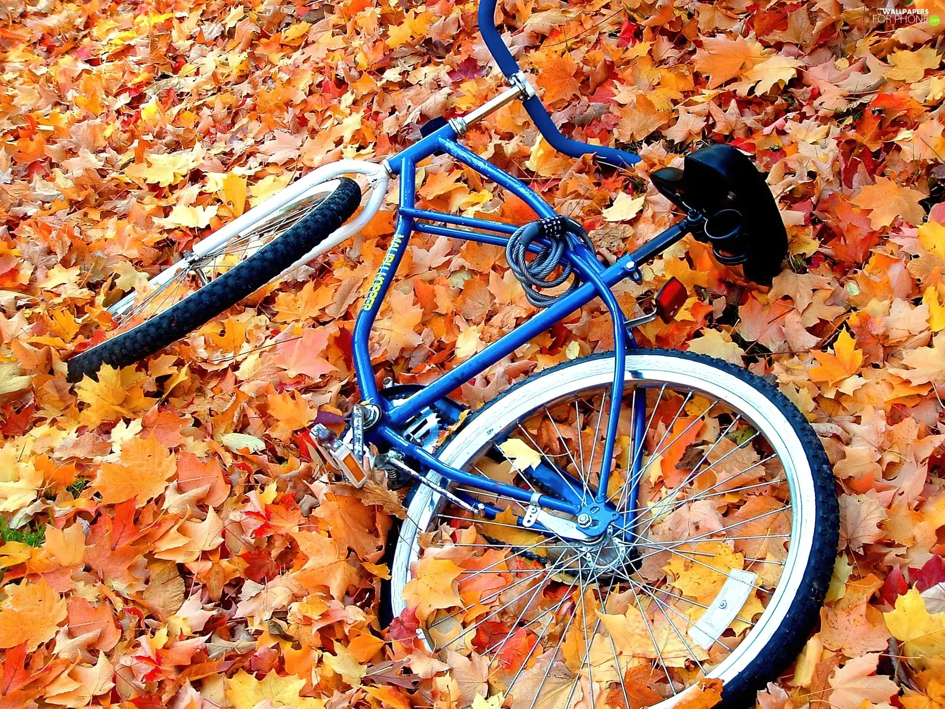 Meadow, Leaf, Bike, Autumn