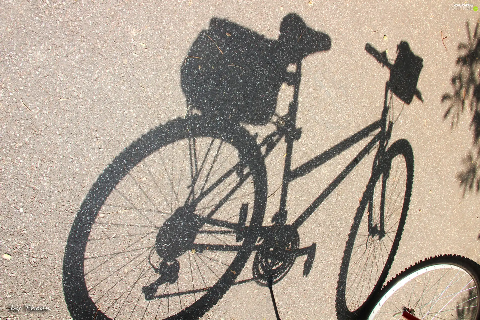 shadow, Bike