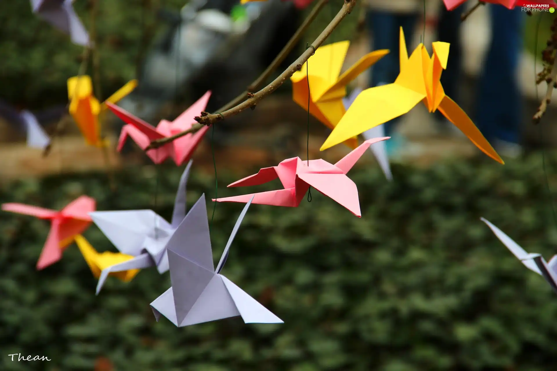 Origami, Cards, birds, color