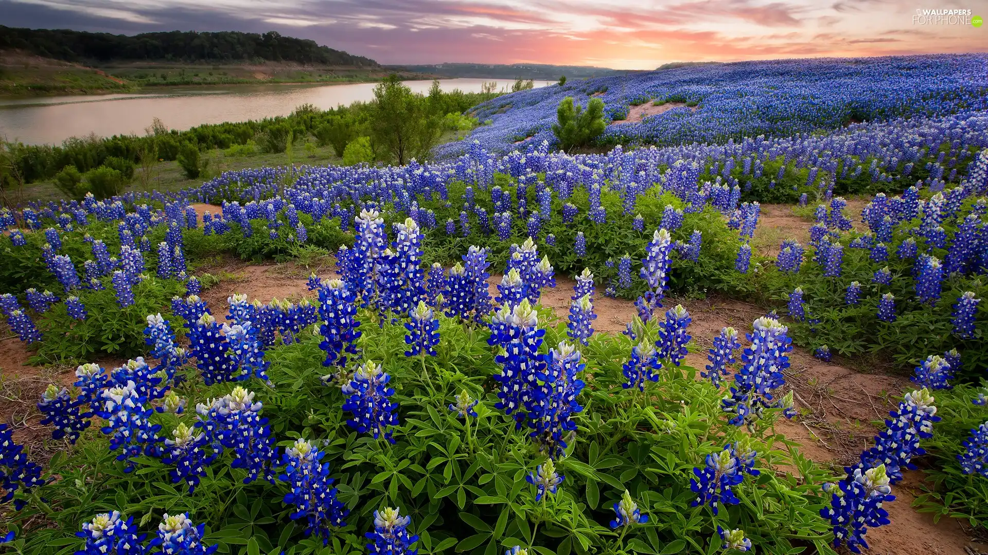 Flowers, lupine, River, blue