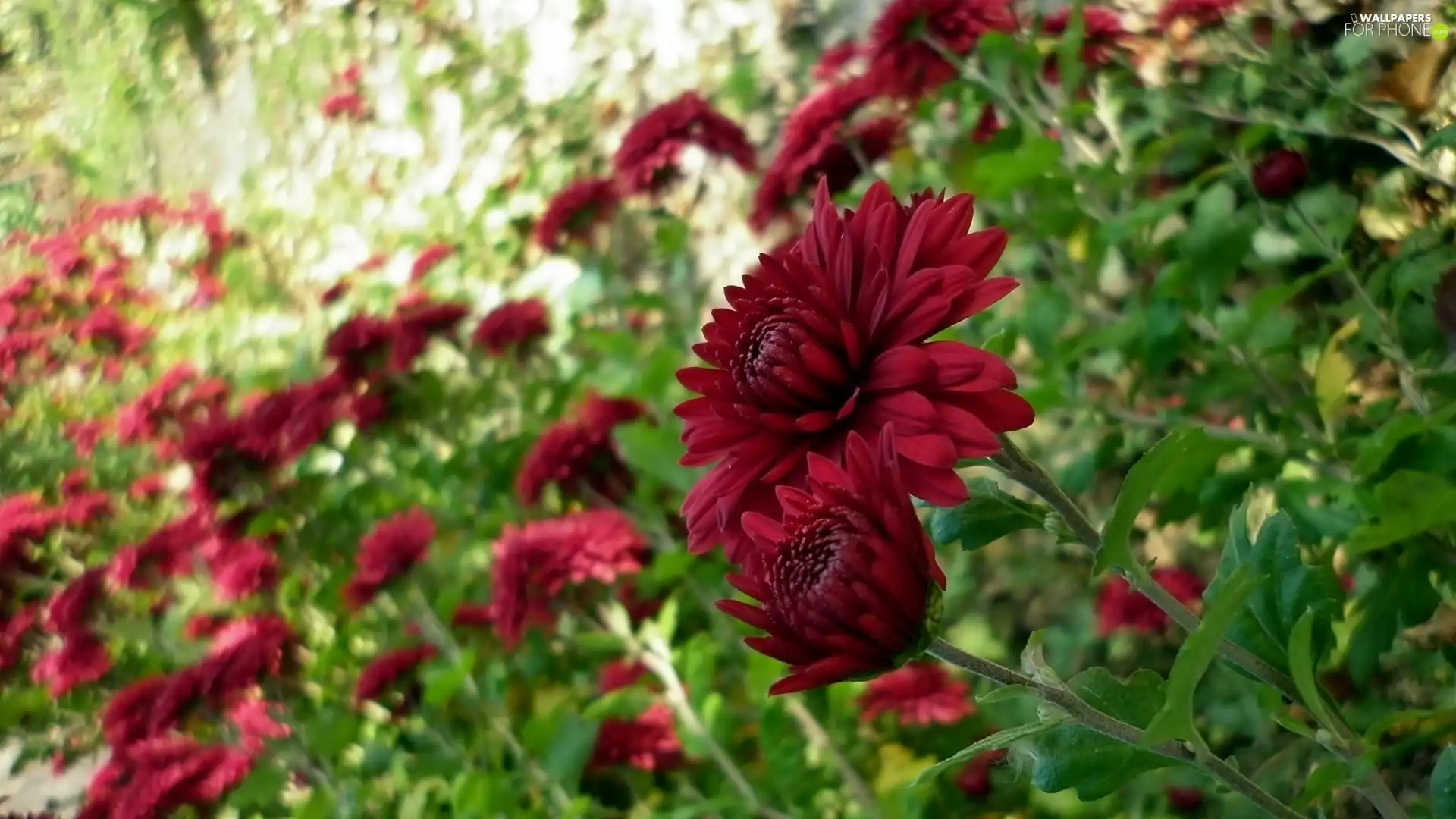 blur, Red, Chrysanthemums