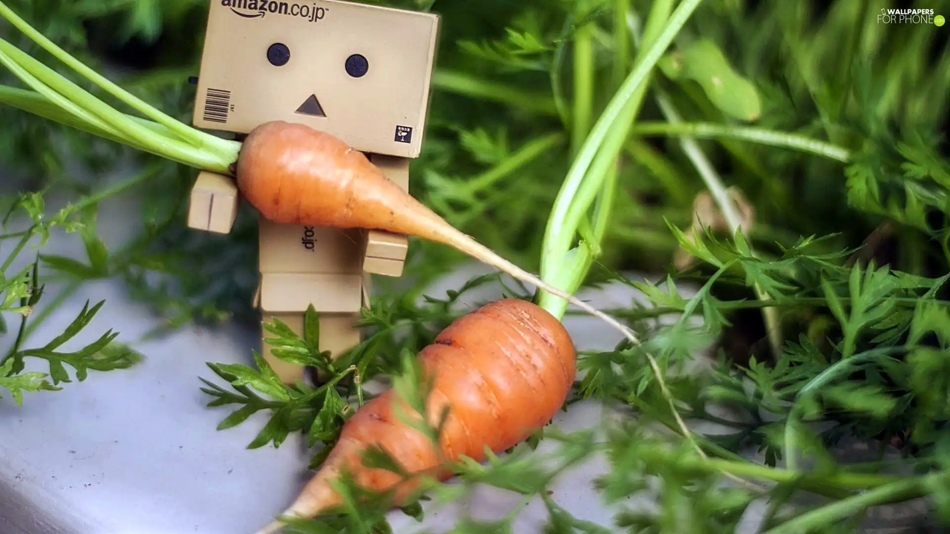 Danbo, carrots, blur, garden