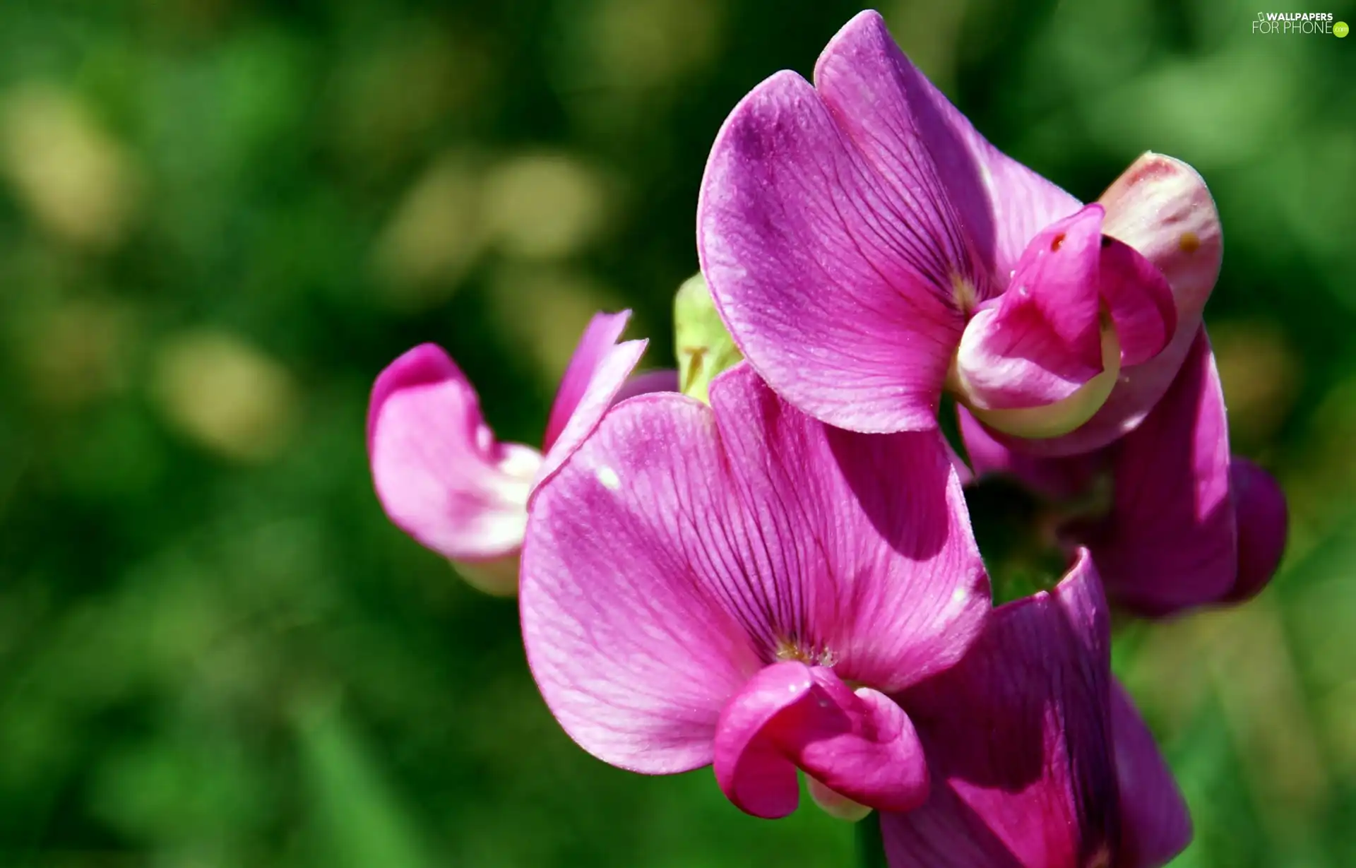 blur, Pink, orchid
