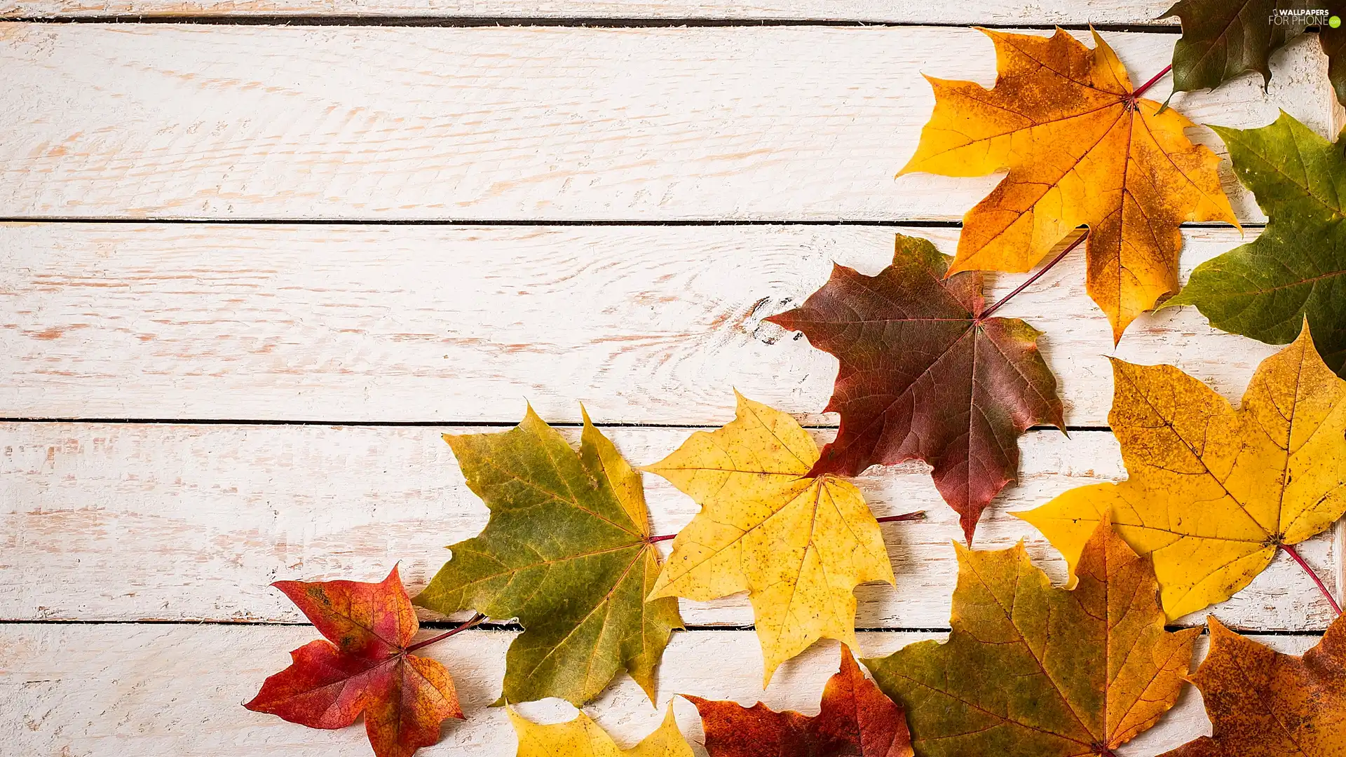 maple, boarding, Autumn, Leaf, color