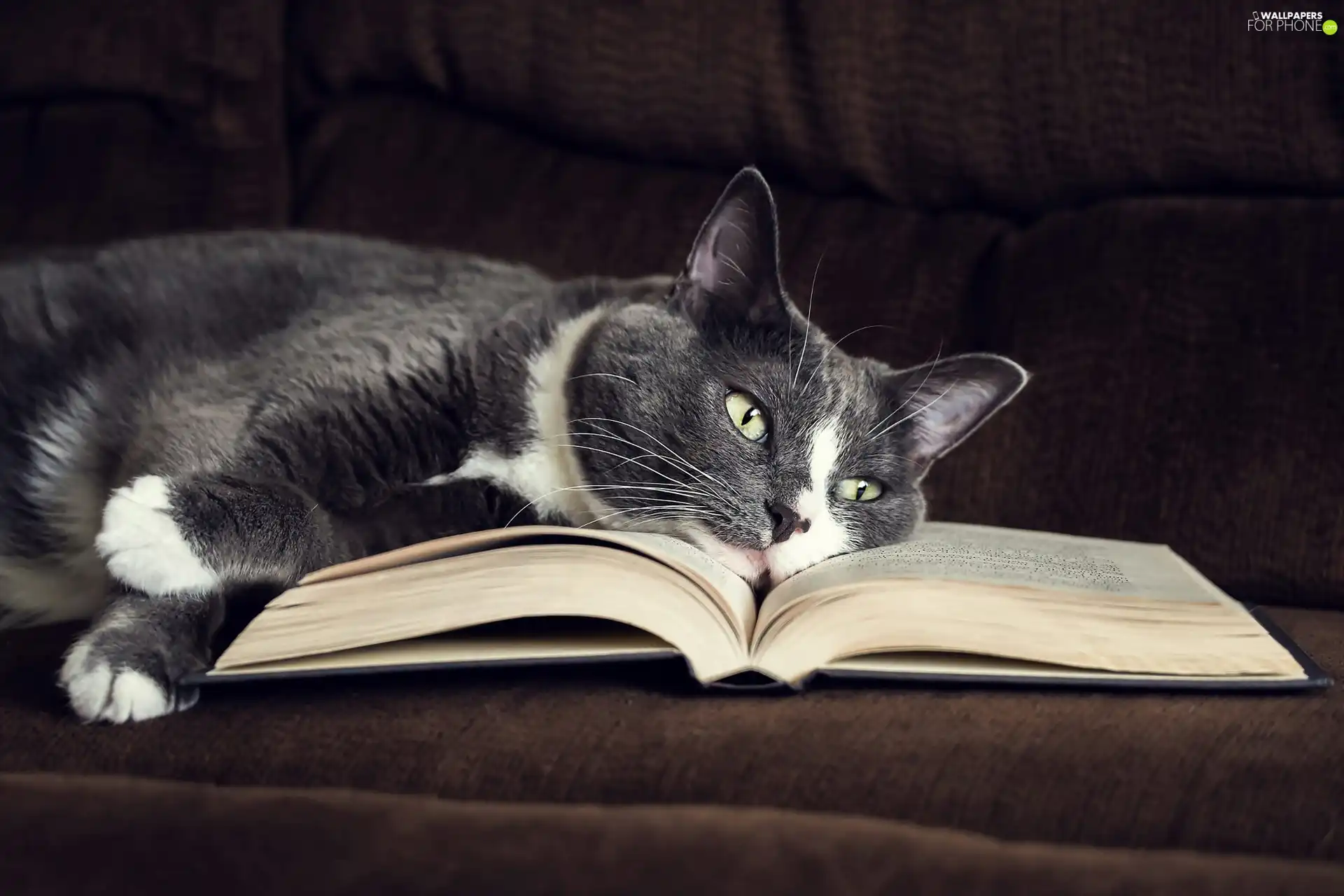 Book, lying, cat