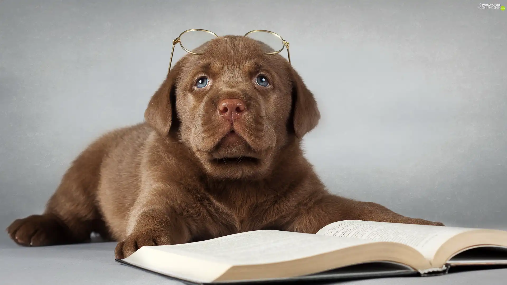 Book, Glasses, Puppy, Labrador Retriever, sad