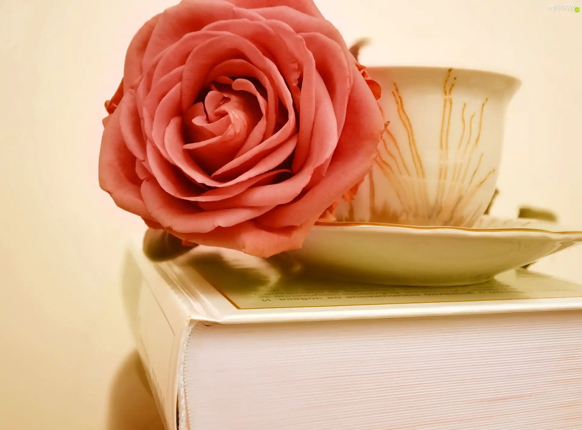 Pink, cup, Book, rose
