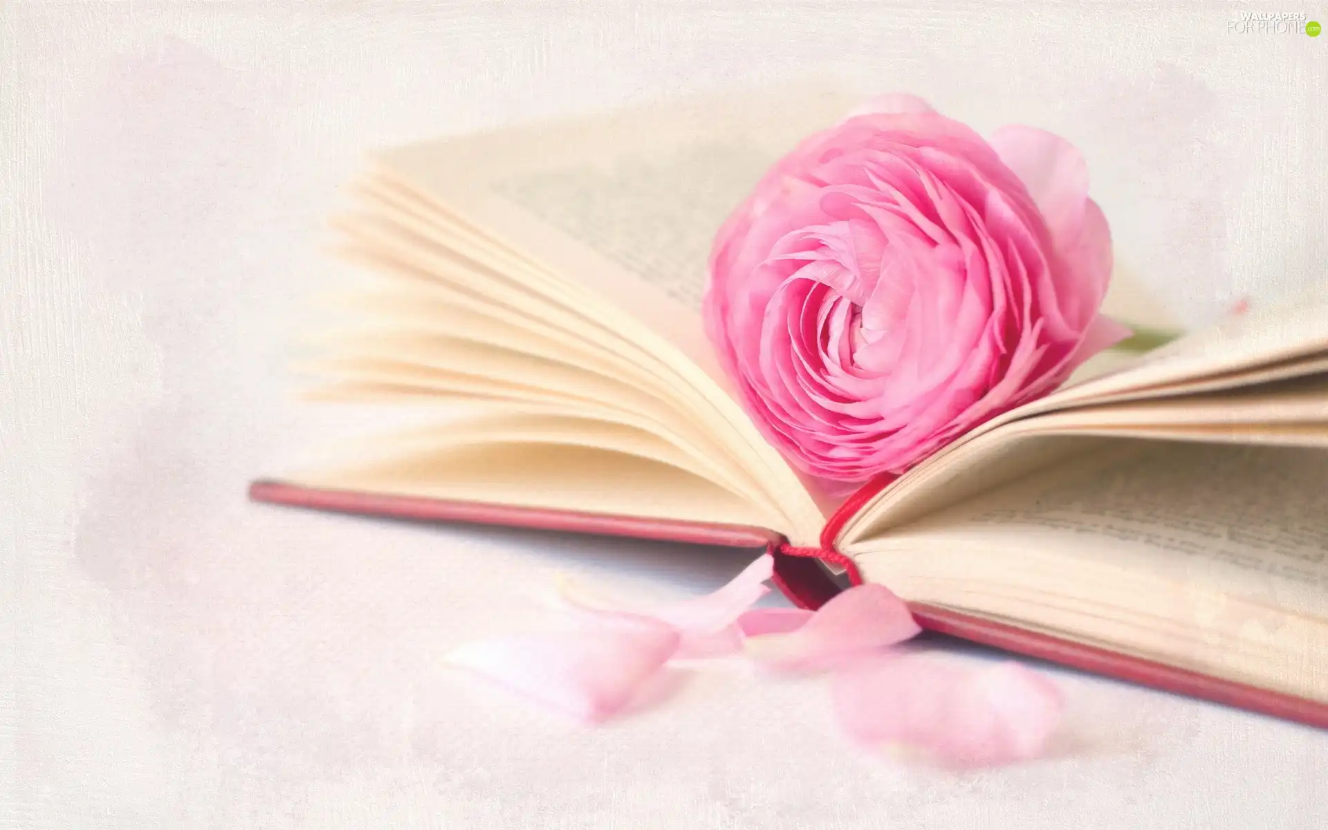 Pink, Spread, Book, rose