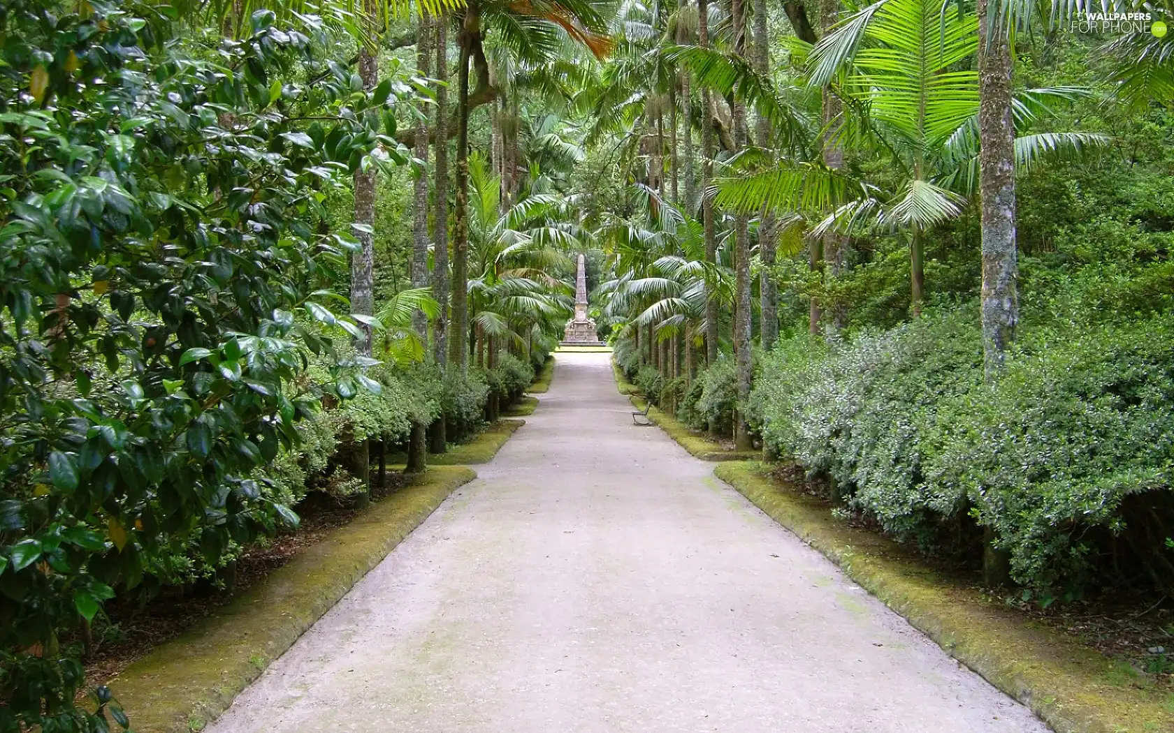 alley, Garden, botanical, Palms