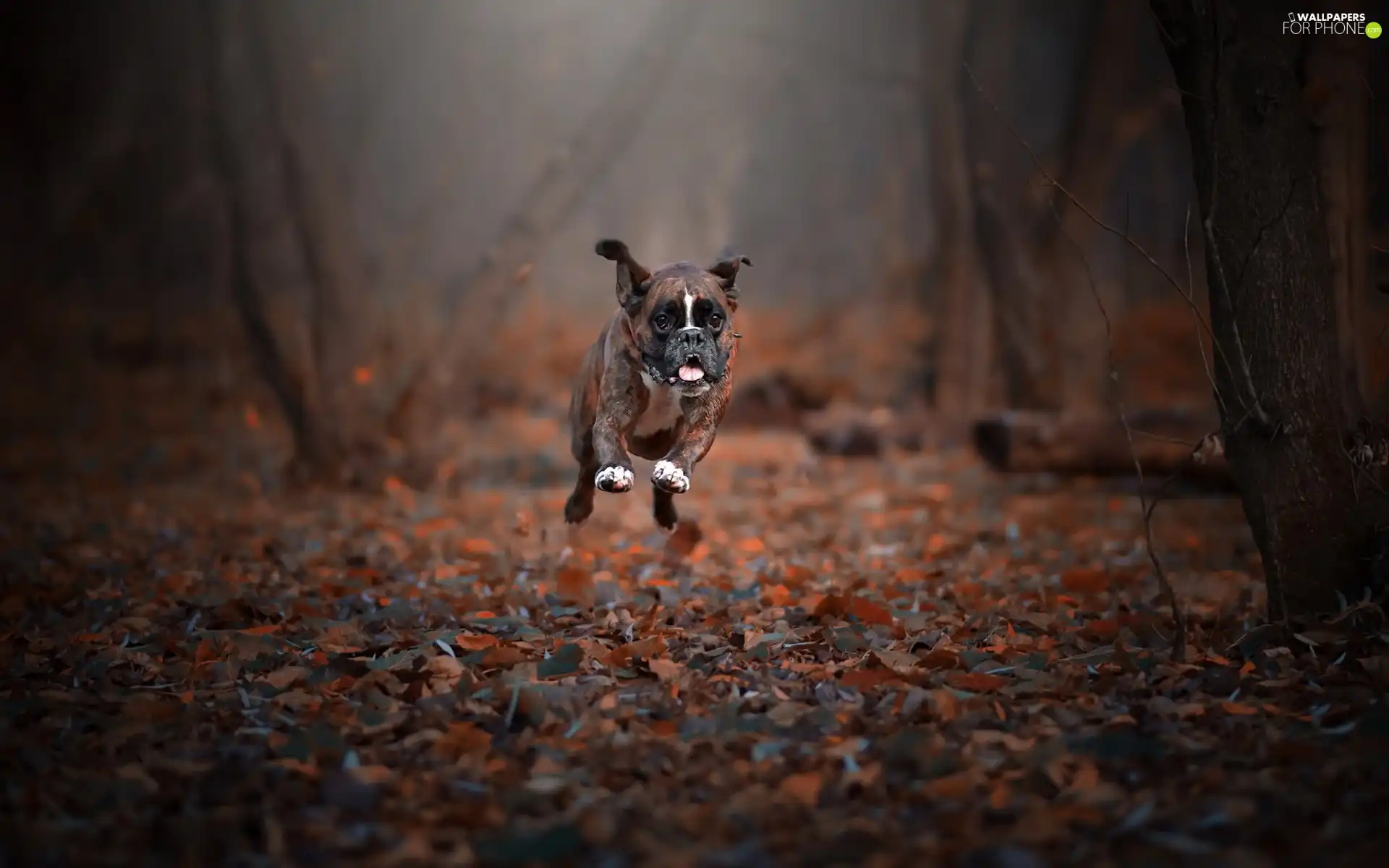 boxer, Leaf, running