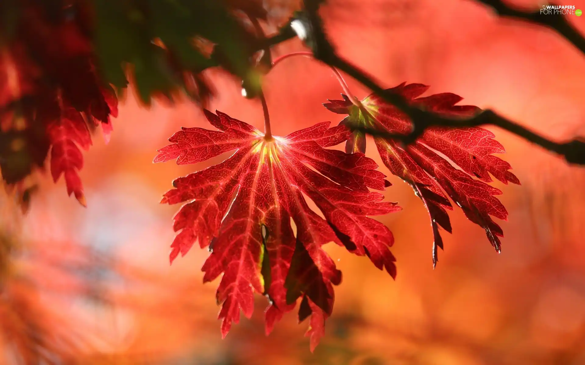 trees, branch, Leaf, maple, Red