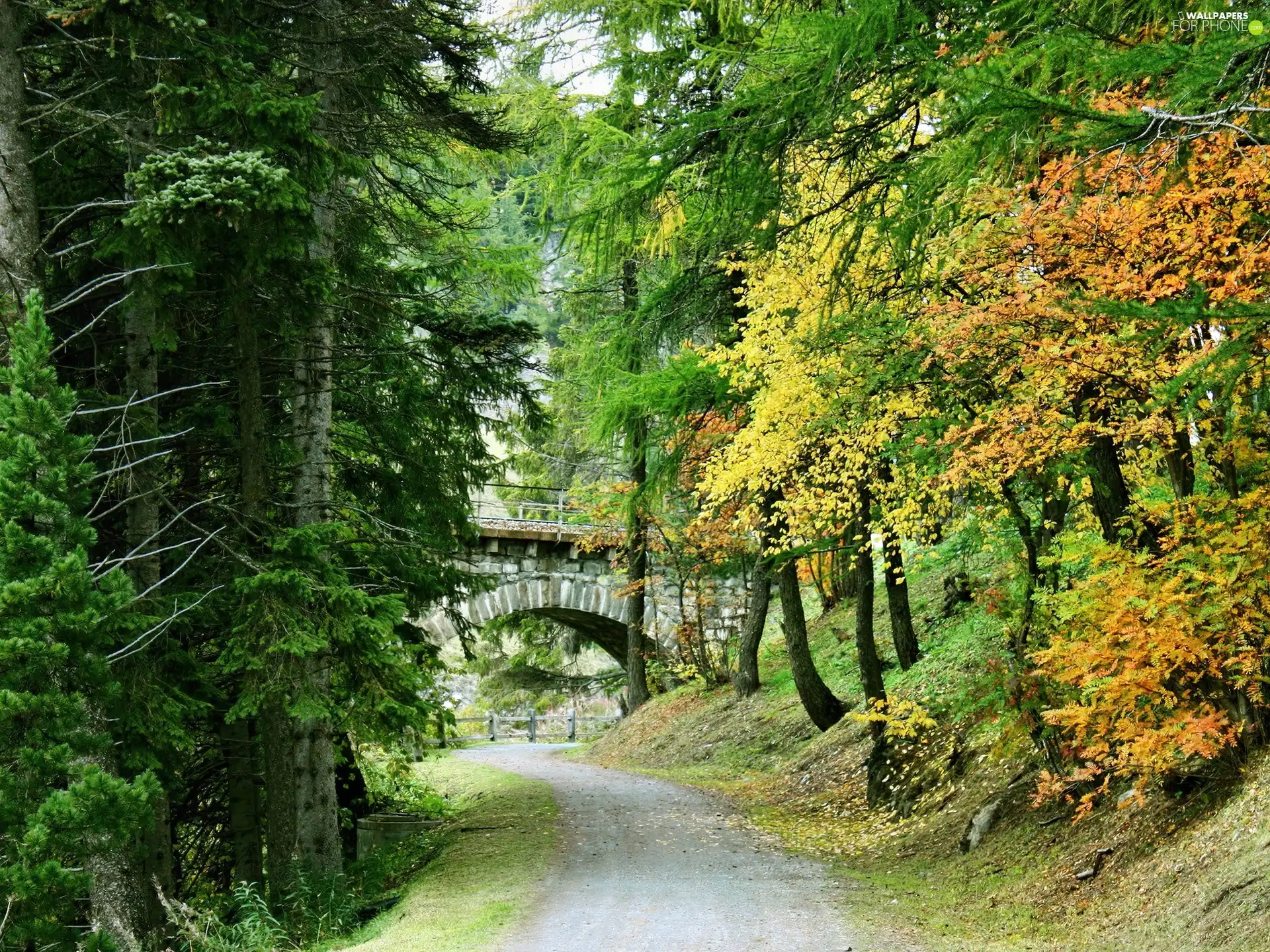 bridge, Way, forest