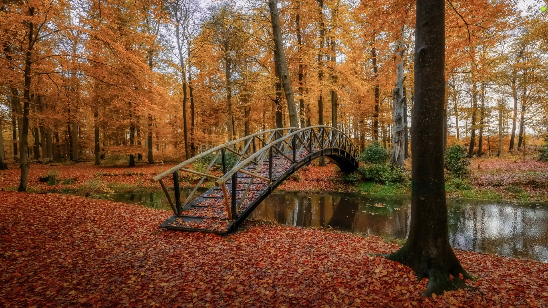 trees, brook, Leaf, bridges, Park, viewes, autumn