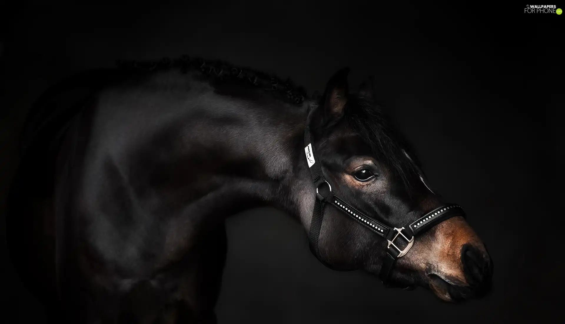 Horse, bridle, Dark Background, halter
