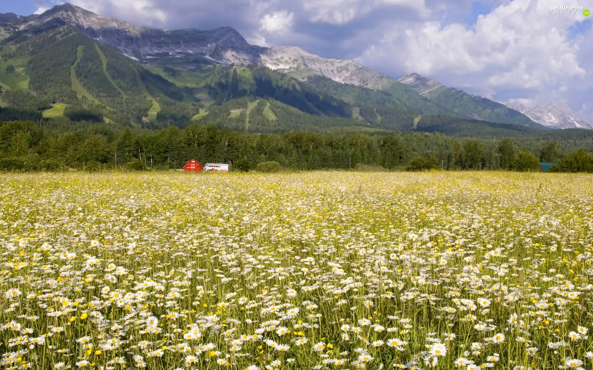 Field, Mountains, British Columbia, Daisies