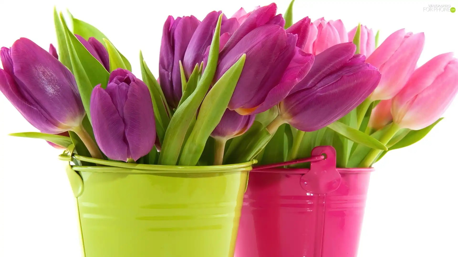 Bouquets, color, Buckets, tulips