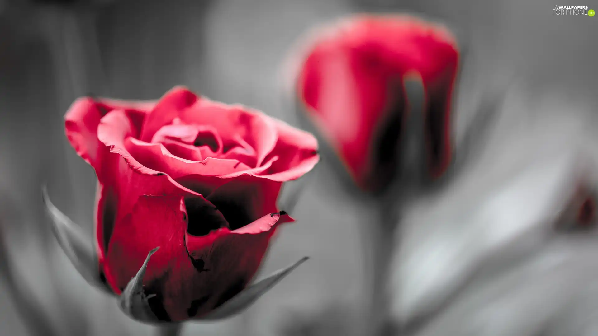 fuzzy, background, rose, bud, red hot