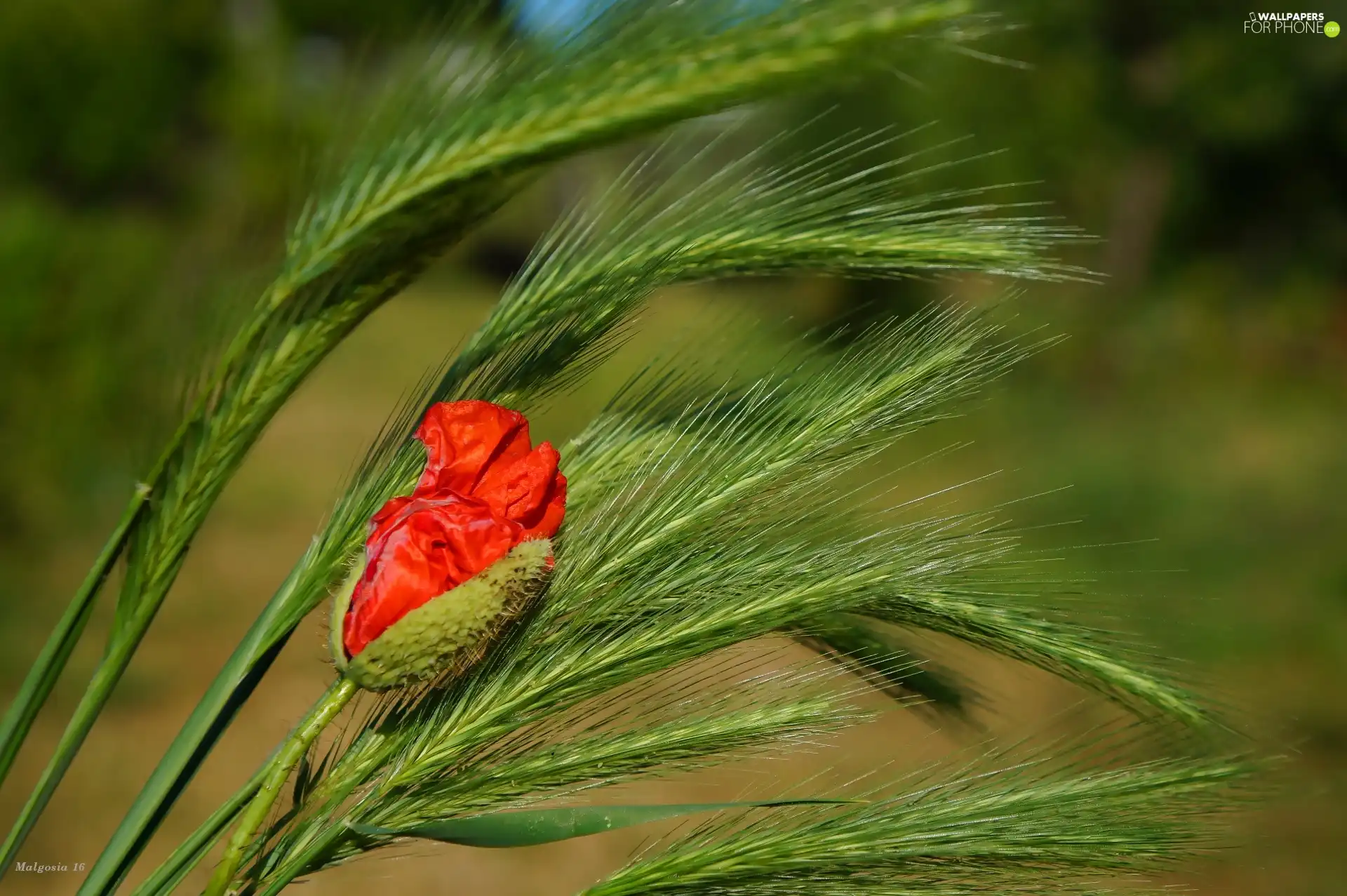 grass, red weed, bud