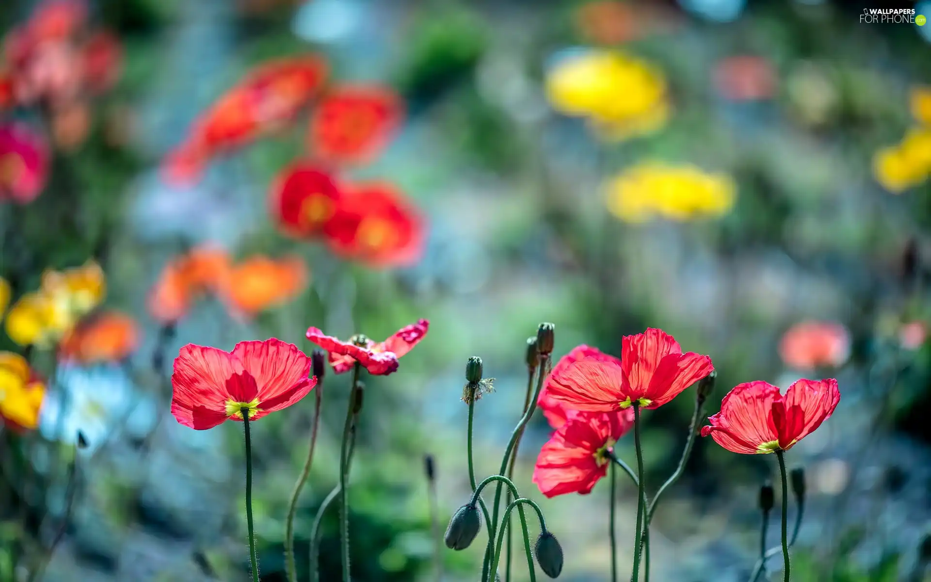 Red, Buds, blurry background, papavers
