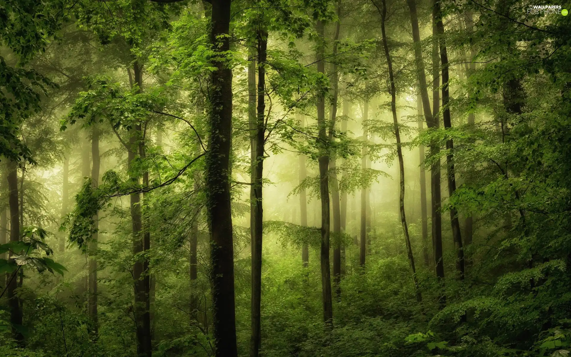 Fog, Green, viewes, Bush, trees, forest