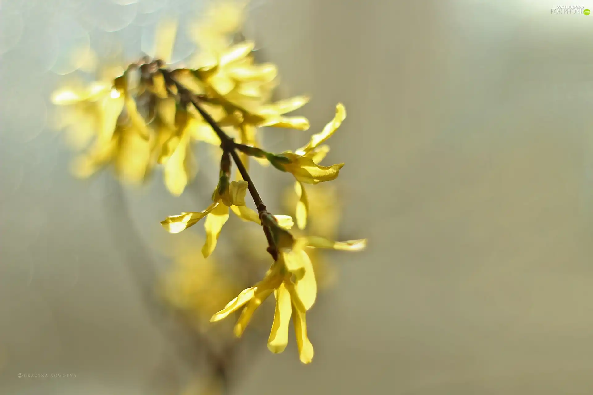 forsythia, Flowers, Bush, Yellow
