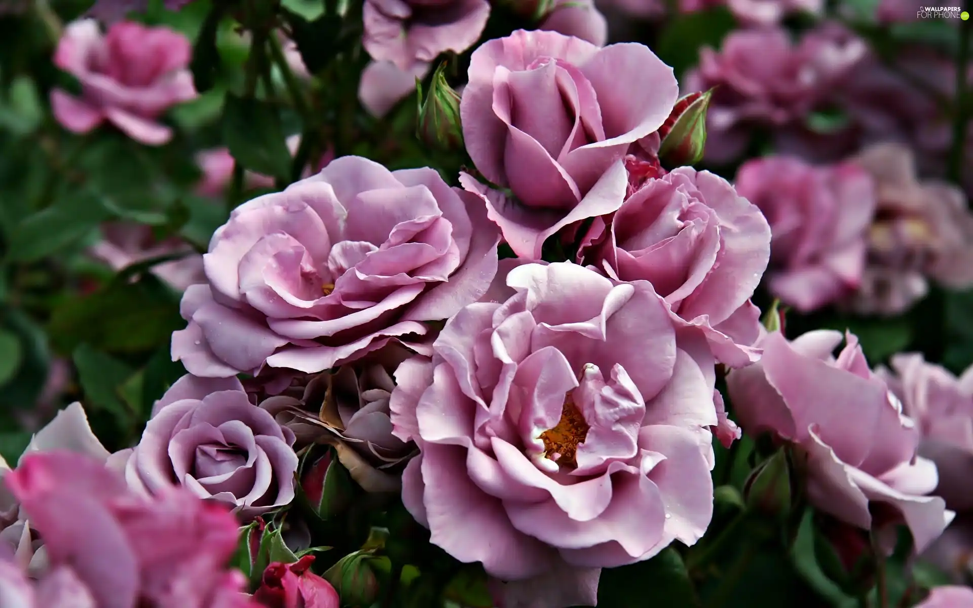 Bush, roses, purple
