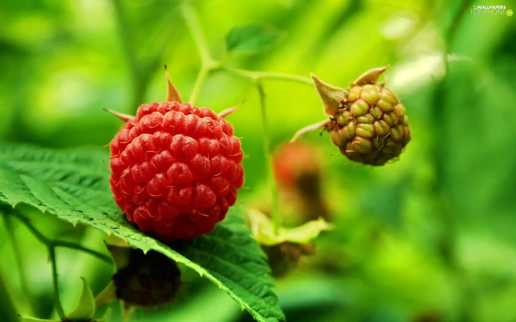 raspberries, bush