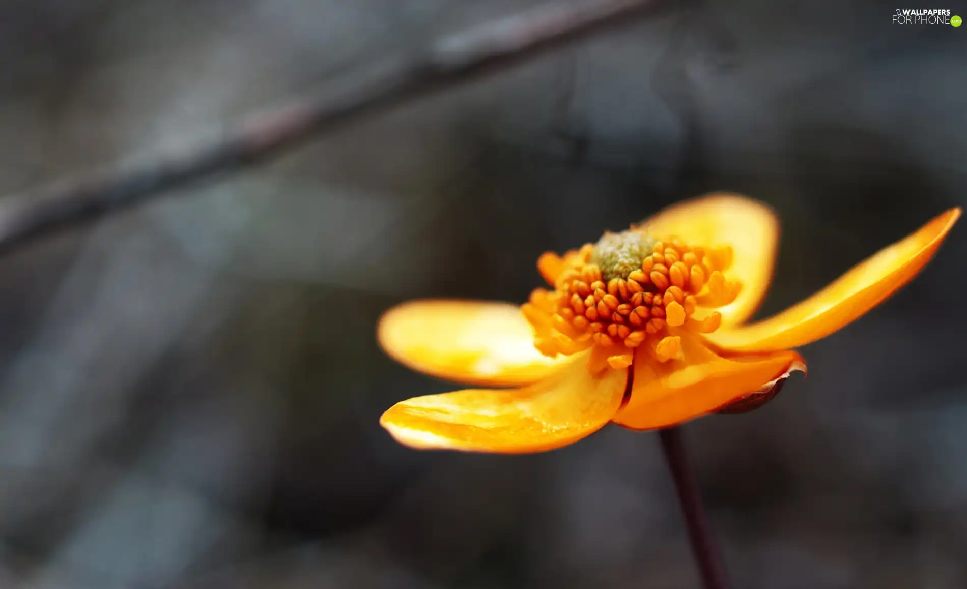 buttercup, Orange, Flower