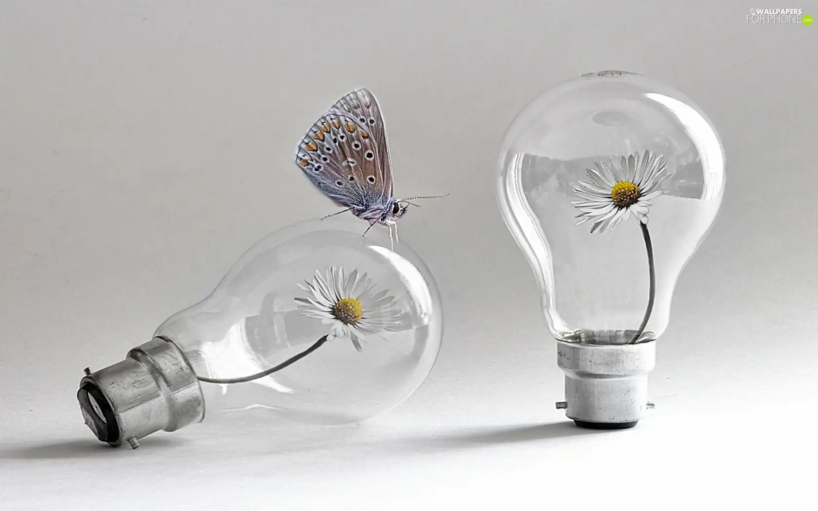 butterfly, Bulbs, Flowers