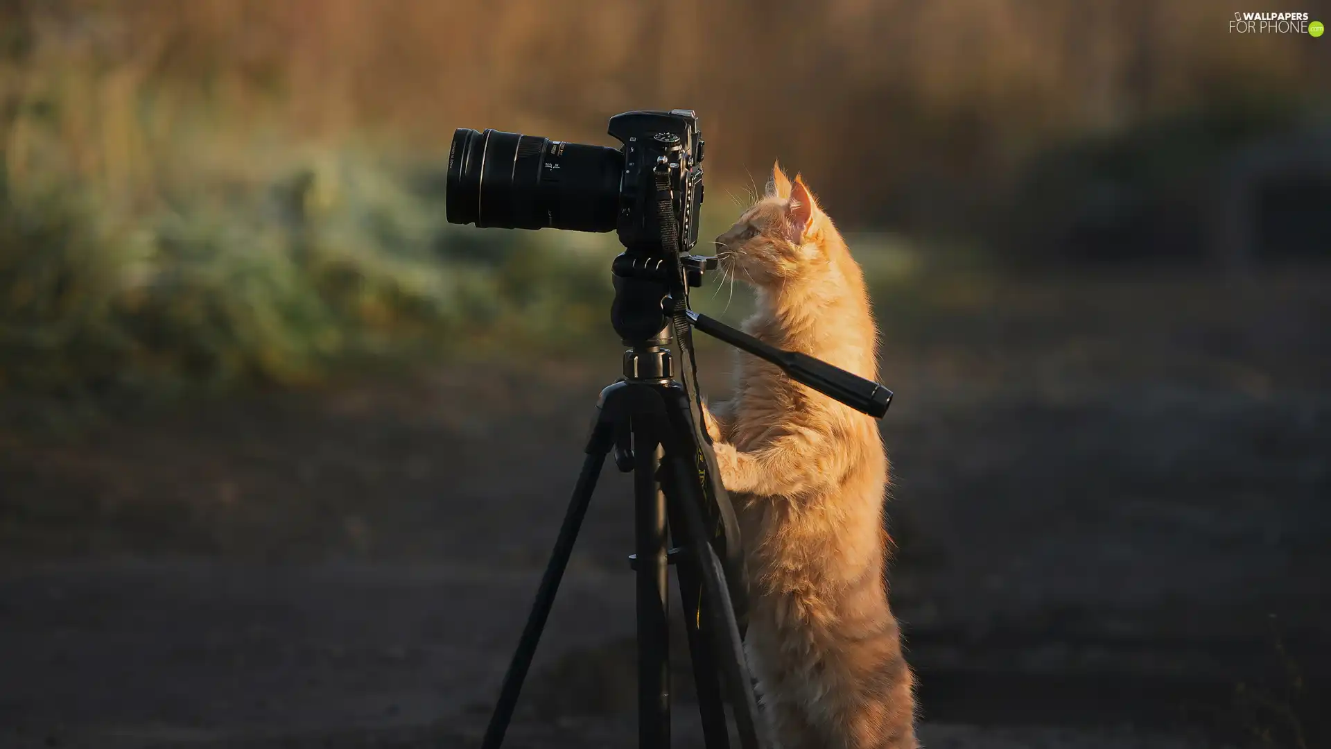 Camera, ginger, cat