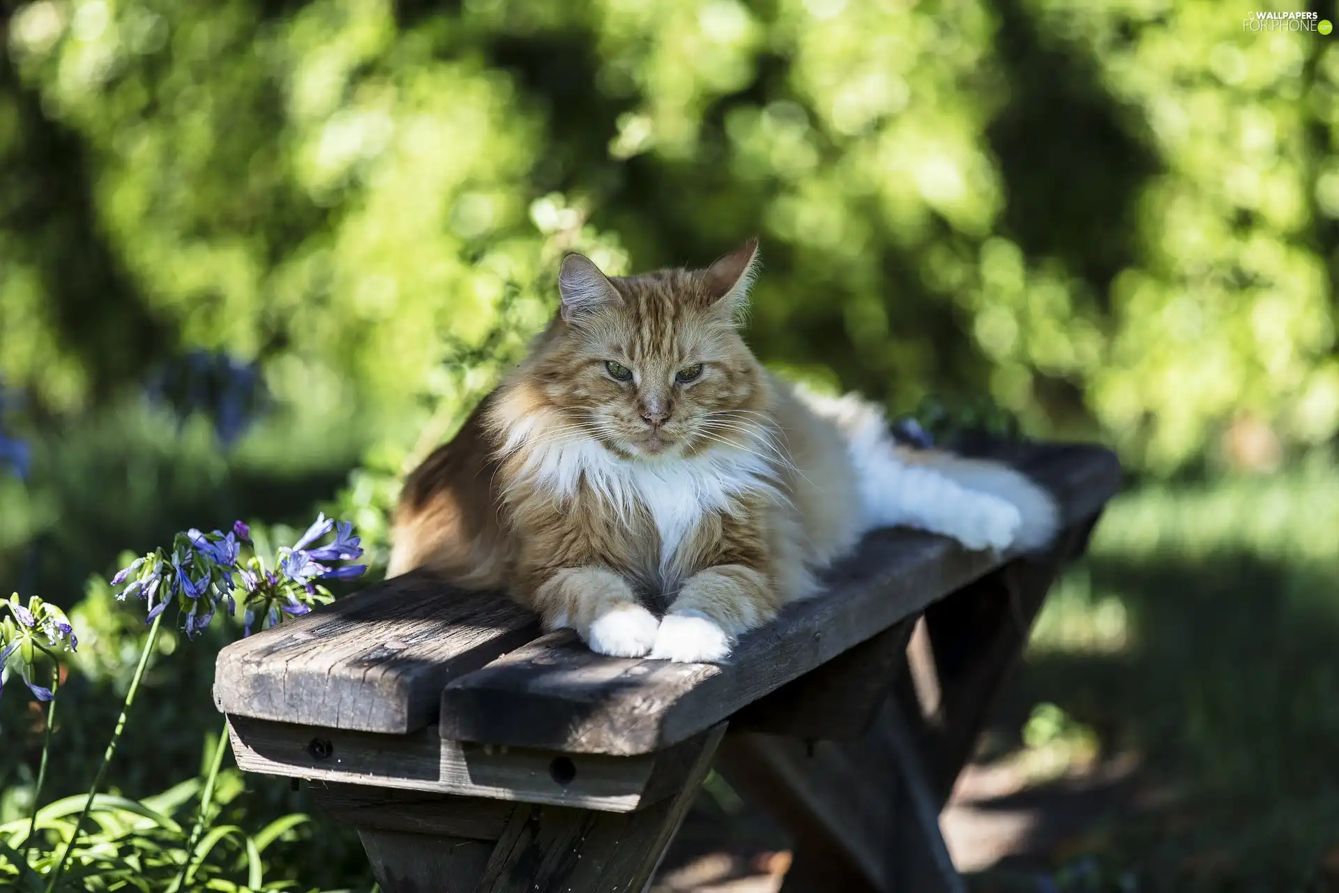 lying, Longhaired, Bench, cat