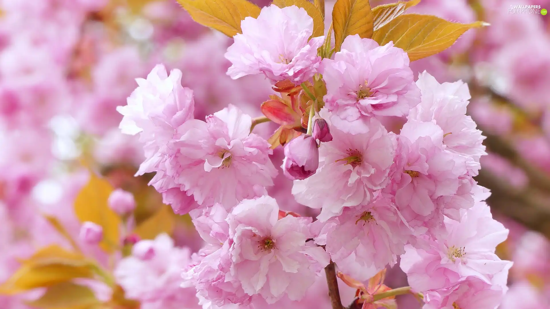Japanese Cherry, Light pink, Flowers